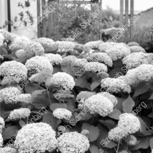 Hydrangea Flowers