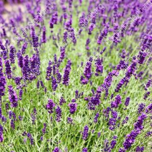 Lavender Flowers Park Portrait