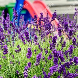 Lavender Flowers Park Landscape